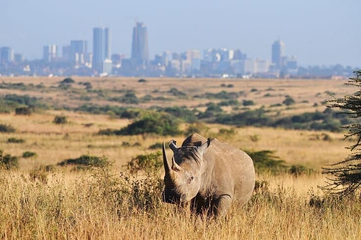 Family Fun Safaris