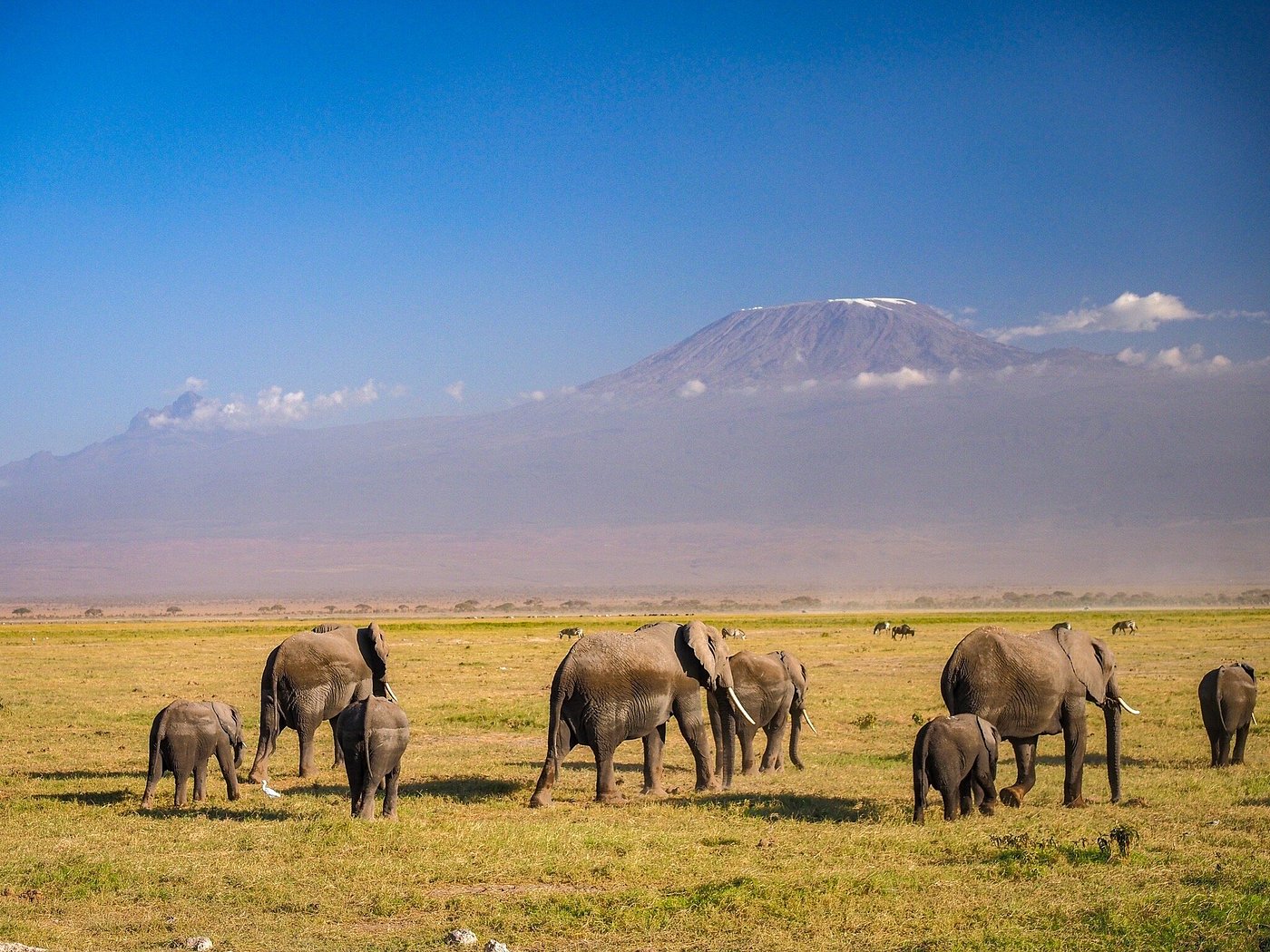 Amboseli Wilderness Game Drive
