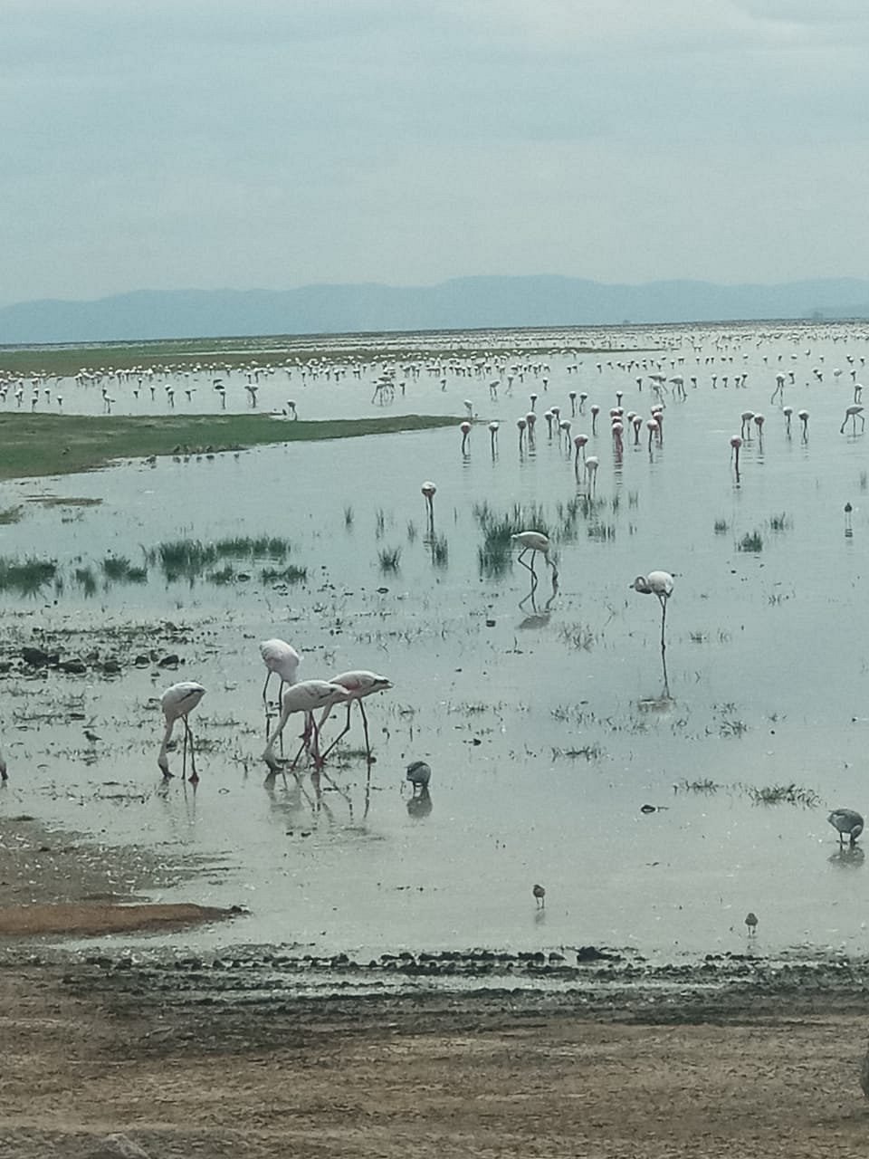 Lake Naivasha Flamingo & Nature Trail