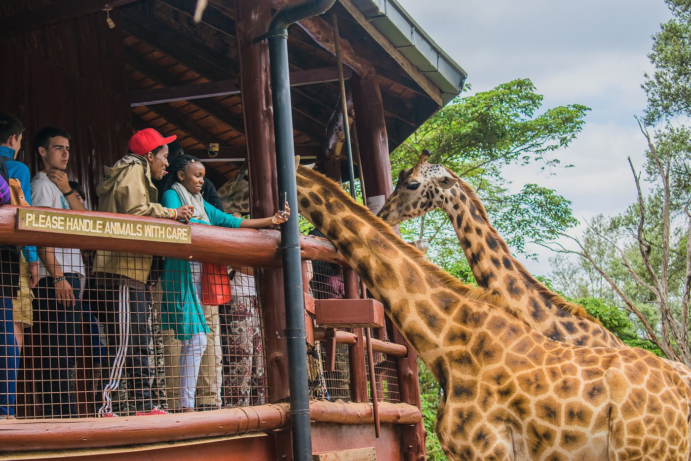 Giraffe Centre Sanctuary Visit