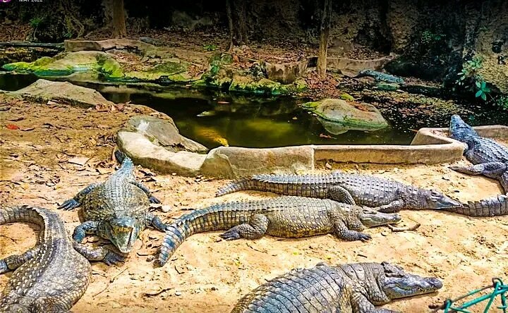 Mamba Village Reptile Park