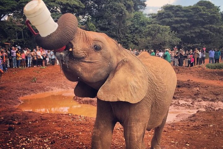 David Sheldrick Elephant Orphanage Visit
