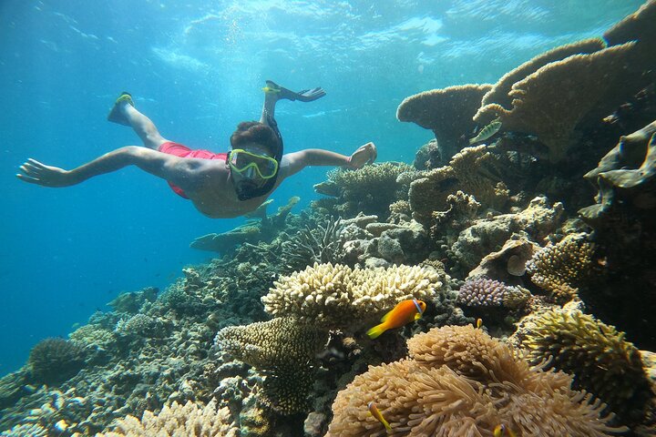 Pristine Coral Snorkeling Trip