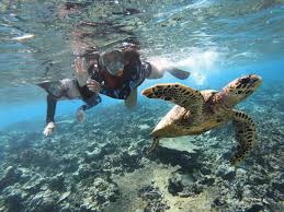 Green Sea Turtle Snorkeling