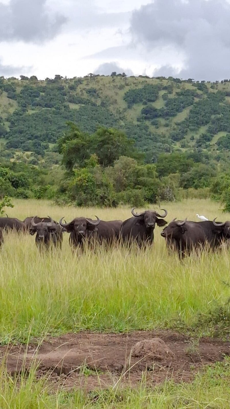 Akagera National Park Wildlife Safari