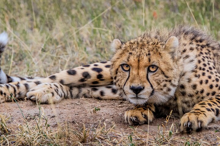 Aquila Private Game Reserve Safari