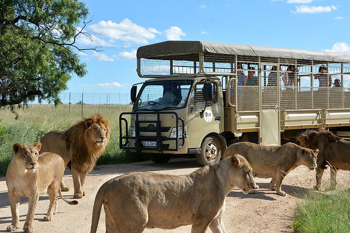 Lion & Safari Park Guided Drive