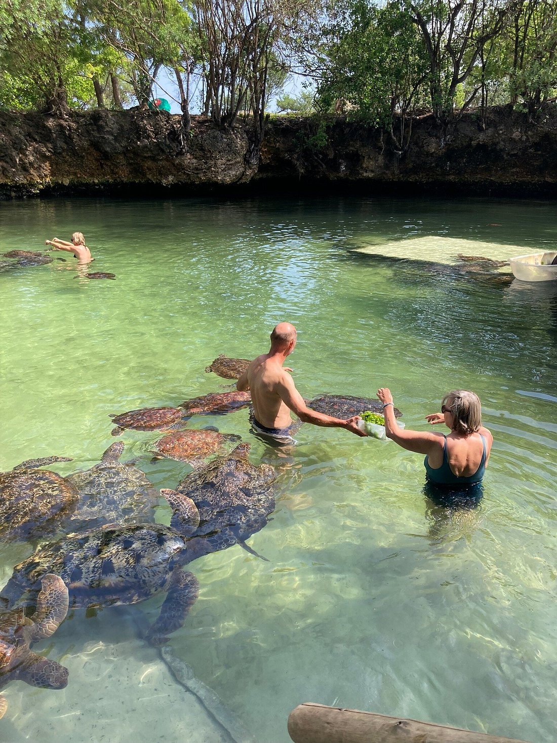 Swimming with Turtles Tour