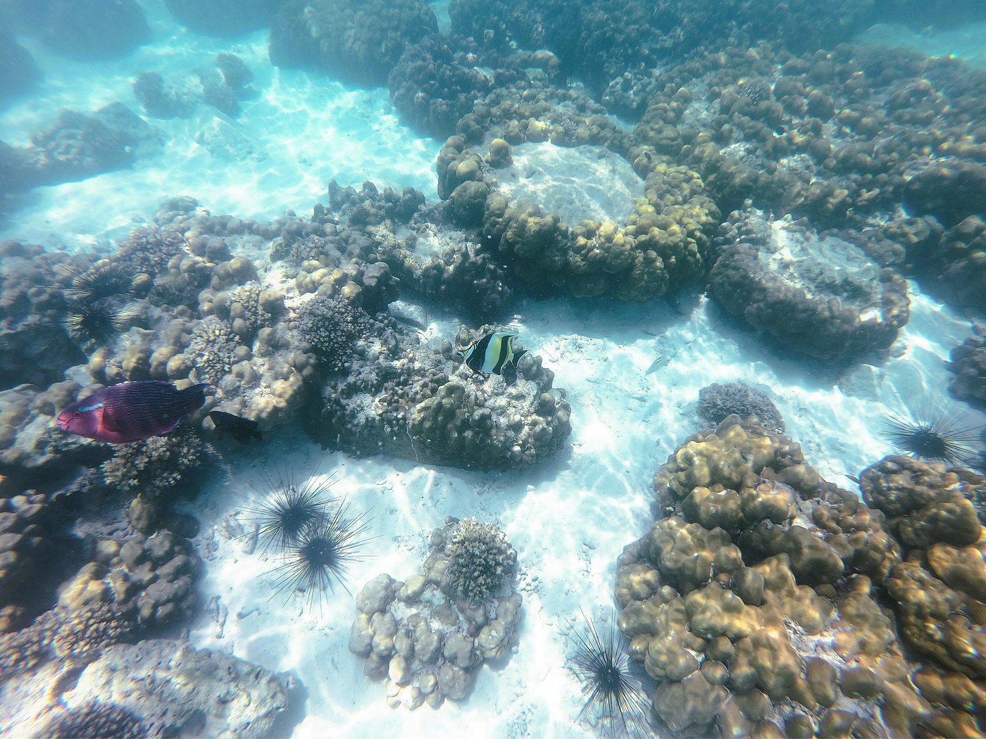 Coral Island Speedboat Getaway